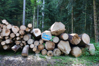 Dieses Holz eignet sich nurmehr als Energieträger für die Fernwärmeversorgung.