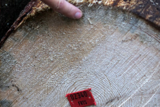 Im Zusammenhang mit dem Borkenkäfer kann auch ein Pilzbefall (blau Färbung) auftreten, der die Nutzung des Holzes einschränkt.