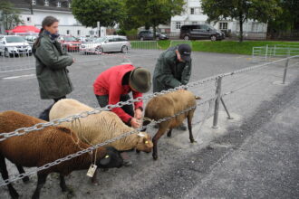 Impressionen von der Schafschau. 