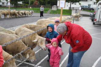 Impressionen von der Schafschau. 