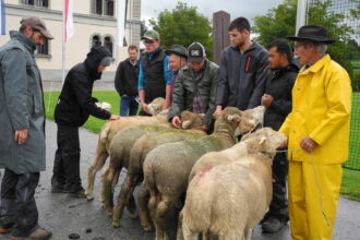 Impressionen von der Schafschau. 