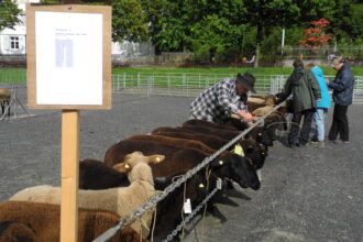 Impressionen von der Schafschau. 