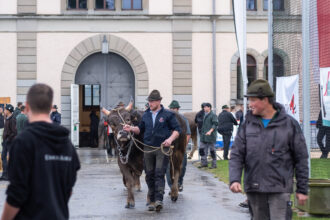 Stierschau und «Herbstcup» auf dem Zeughausplatz. Fotos: tiz