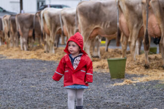 Stierschau und «Herbstcup» auf dem Zeughausplatz.