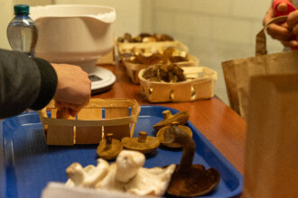 Auf dem blauen Tablar werden die Pilze sorgfältig ausgelegt. 