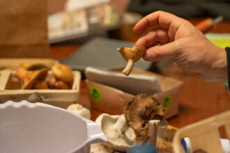 Alle Pilze, ob gross oder klein, werden einzeln beurteilt. 