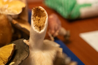 Dieser Pilz ist «verwurmt» und deshalb nicht mehr geniessbar.  